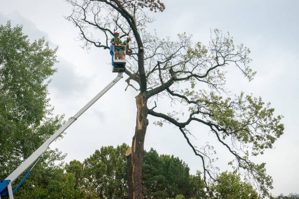 Best Tree Trimming and Pruning  in Ford City, PA