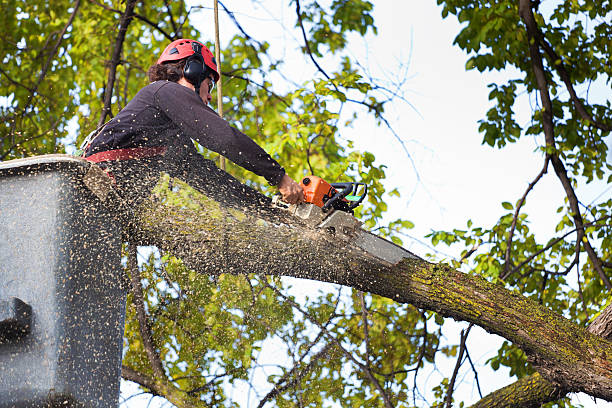 Best Utility Line Clearance  in Ford City, PA